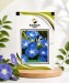 Morning Glory Blue - Image 1